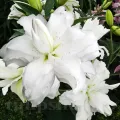 Bulbi Crin Lotus Beauty (Lilium)