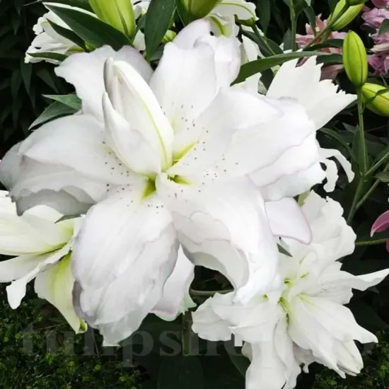 Bulbi Crin Lotus Beauty (Lilium) bulbi crini toamna lotus beauty pachet