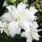 Bulbi Crin Lotus Beauty (Lilium)