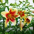 Bulbi Crin Montego Bay (Lilium) - Toamna bulbi crini toamna montego bay pachet 110x110