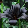 Bulbi Crin Nightrider (Lilium)