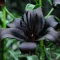 Bulbi Crin Nightrider (Lilium) - Toamna