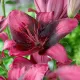 Bulbi Crin Purple Dream (Lilium) bulbi crini toamna purple dream pachet