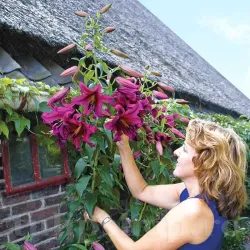 Bulbi Crin Purple Prince (Lilium)