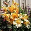 Bulbi Crin Saltarello (Lilium) - Toamna bulbi crini toamna saltarello pachet 110x110