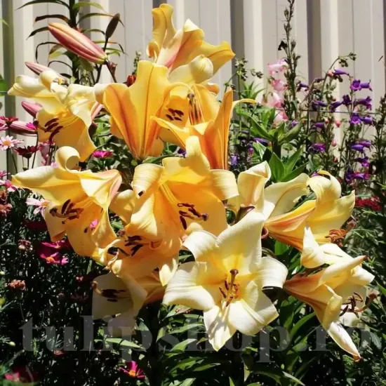 Bulbi Crin Saltarello (Lilium) - Toamna bulbi crini toamna saltarello pachet