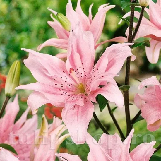 bulbi de toamna crin elodie lilium asiatic roz