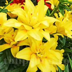 Bulbi Crin Fata Morgana (Lilium) - Toamna