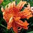 Bulbi Crin Flore Pleno (Lilium) - Toamna bulbi de toamna crin flore pleno lilium tigrinum tigru 110x110