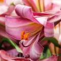 Bulbi Crin Pink Perfection (Lilium) - Toamna