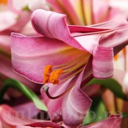 Bulbi Crin Pink Perfection (Lilium) - Toamna