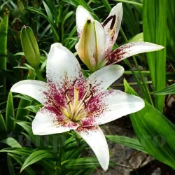 Bulbi Crin Tribal Kiss (Lilium) - Toamna Bulbi Crin Tribal Kiss (Lilium) - Toamna
