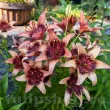 Bulbi Crin Whistler (Lilium) - Toamna bulbi de toamna crin whistler lilium asiatic 110x110