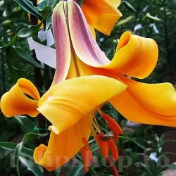 Bulbi Crin African Queen (Lilium) - Toamna