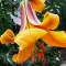 Bulbi Crin African Queen (Lilium) - Toamna