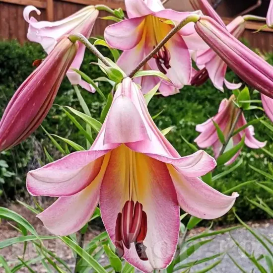 Bulbi Crin Beijing Moon (Lilium) - Toamna bulbi toamna crin beijing moon alb roz