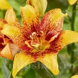 Bulbi Crin Double Nugget (Lilium) - Toamna bulbi toamna crin double nugget galben dublu 110x110
