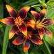 Bulbi Crin Forever Susan (Lilium) bulbi toamna crin forever susan portocaliu negru