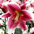 Bulbi Crin Friso (Lilium) - Toamna bulbi toamna crin friso alb rosu bordat 110x110