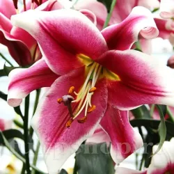 Bulbi Crin Friso (Lilium)