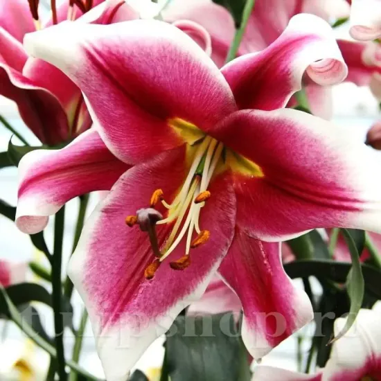 Bulbi Crin Friso (Lilium) - Toamna bulbi toamna crin friso alb rosu bordat