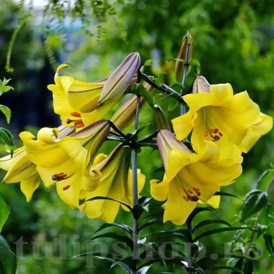 Bulbi Crin Golden Splendour (Lilium) bulbi toamna crin golden splendour galben auriu