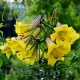 Bulbi Crin Golden Splendour (Lilium) bulbi toamna crin golden splendour galben auriu