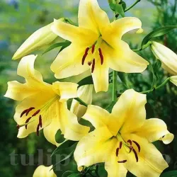 Bulbi Crin Honeymoon (Lilium) - Toamna