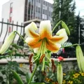 Bulbi Crin Lady Alice (Lilium)
