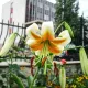 Bulbi Crin Lady Alice (Lilium) bulbi toamna crin lady alice alb portocaliu