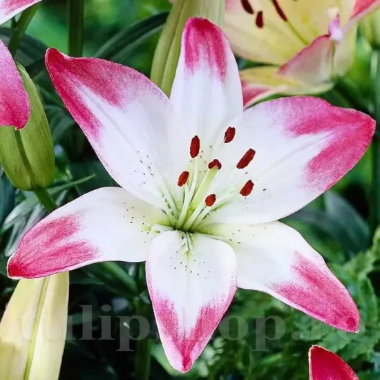 Bulbi Crin Lollypop (Lilium) bulbi toamna crin lollypop alb roz