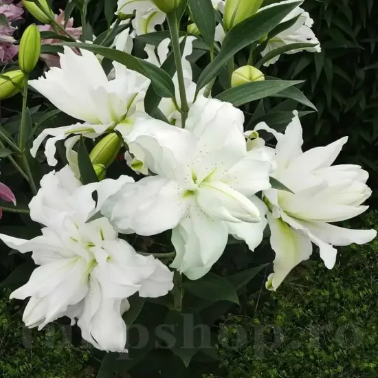 Bulbi Crin Lotus Beauty (Lilium) bulbi toamna crin lotus beauty alb roz dublu