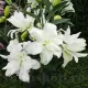 Bulbi Crin Lotus Beauty (Lilium) bulbi toamna crin lotus beauty alb roz dublu