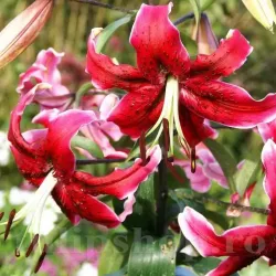 Bulbi Crin Miss Feya (Lilium)