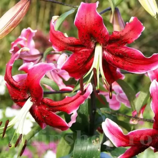 Bulbi Crin Miss Feya (Lilium) bulbi toamna crin miss feya rosu purpuriu