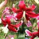 Bulbi Crin Miss Feya (Lilium) bulbi toamna crin miss feya rosu purpuriu