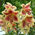 Bulbi Crin Montego Bay (Lilium) - Toamna