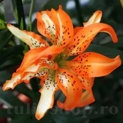 Bulbi Crin Must See (Lilium) - Toamna