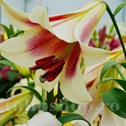 Bulbi Crin Passion Moon (Lilium) - Toamna