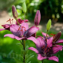 Bulbi Crin Purple Dream (Lilium)