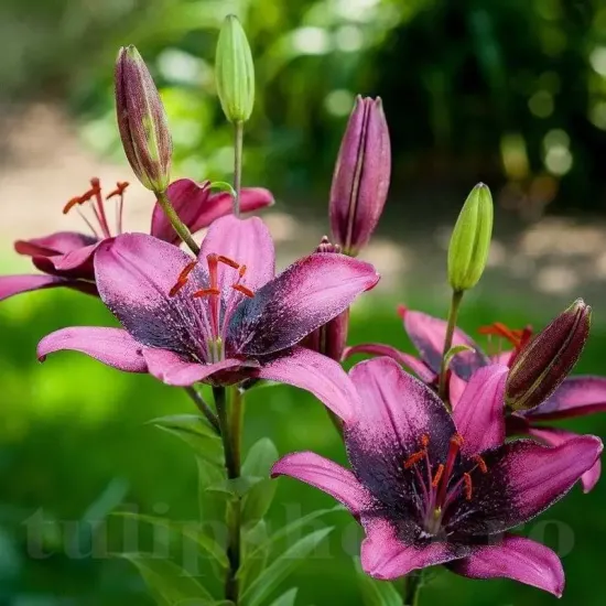 Bulbi Crin Purple Dream (Lilium) bulbi toamna crin purple dream roz purpuriu