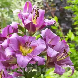 Bulbi Crin Purple Lady (Lilium) - Toamna