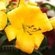 Bulbi Crin Saltarello (Lilium) - Toamna bulbi toamna crin saltarello portocaliu auriu 110x110