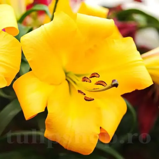 Bulbi Crin Saltarello (Lilium) - Toamna bulbi toamna crin saltarello portocaliu auriu
