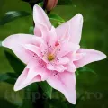 Bulbi Crin Elodie (Lilium) - Toamna