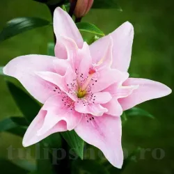 Bulbi Crin Elodie (Lilium) - Toamna