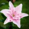 Bulbi Crin Elodie (Lilium) - Toamna