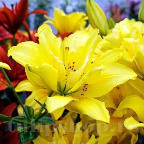 Bulbi Crin Fata Morgana (Lilium) - Toamna crin fata morgana flori galbene dublu detaliu