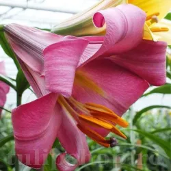 Bulbi Crin Pink Perfection (Lilium) - Toamna