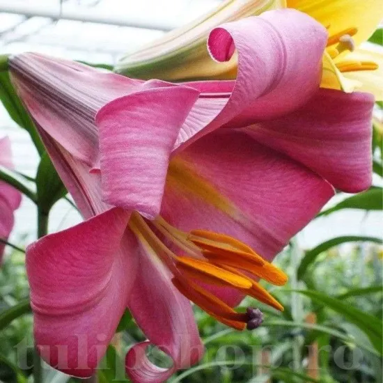 Bulbi Crin Pink Perfection (Lilium) - Toamna crin pink perfection flori roz purpuriu parfumat detaliu
